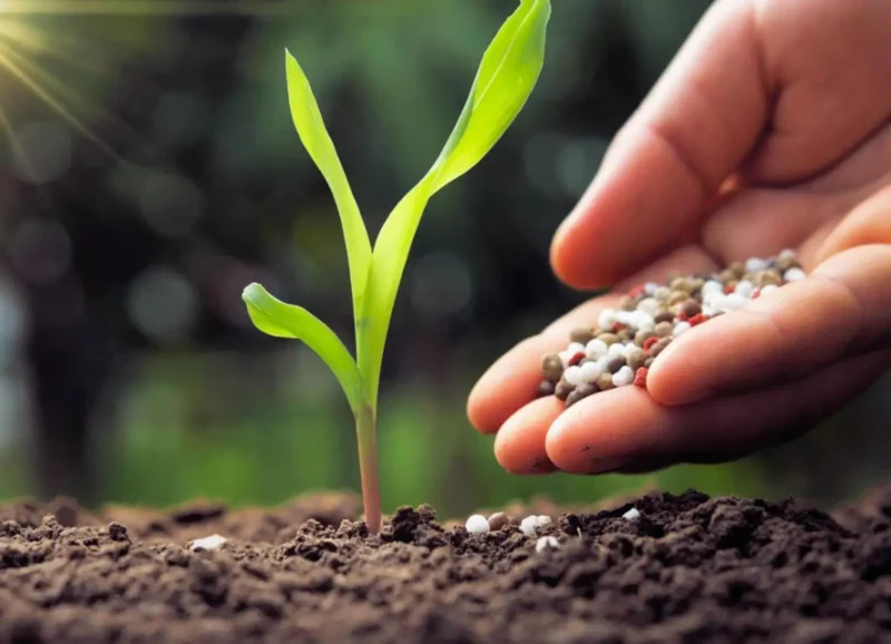 Sécurité alimentaire mondiale: le Maroc s’impose comme moteur de la transition agricole et des fertilisants durables